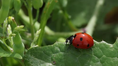 Common ladybug