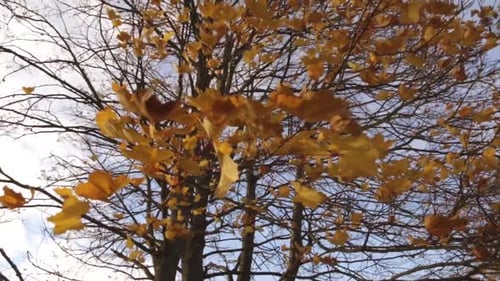Amber Leaves Gently Falling in Autumn Slow Motion