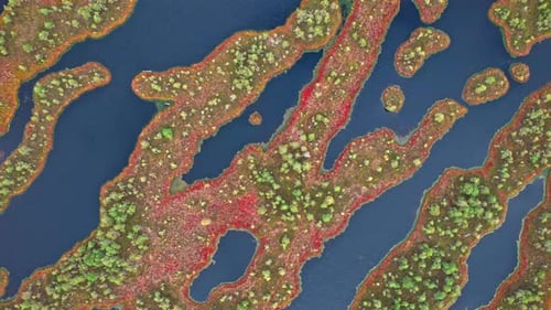 Discovering the unique beauty of Kemeri swamp in Latvia from above