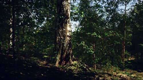 A Majestic Birch Tree Standing Tall in the Heart of a Serene Forest