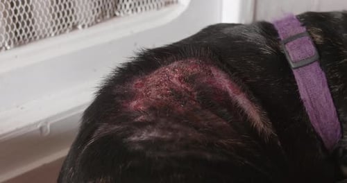 Close up of wounds or injuries on a sad black dog's back. Illness due to allergies and scratching. B