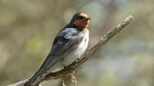 Welcome Swallow Bird Perching On The Twig In The Forest In New Zealand - Close Up