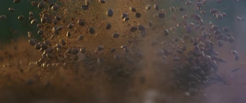 Fliegende Kaffeebohnen