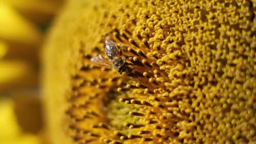 Abeja sobre Sunflower Extreme Macro