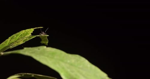 Tiny Jumping spider leaps off a leaf and not finding anything gets back to its place