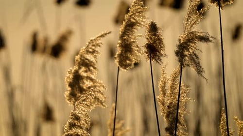 Reed Swaying in Wind at Sunset Wild Grass on Lake Close Up Wetlands Vegetation Orange Yellow Straw