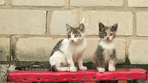 Two Fluffy Tabby Kittens Sitting on a Bench