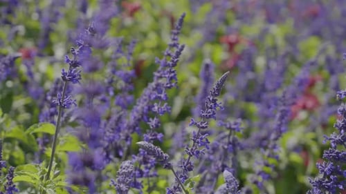 Purple salvia flowers sway gently in the breeze. Red flowers blur in the background. The video evoke