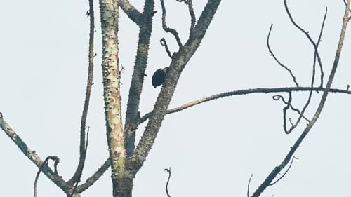 Bird Perched on a Bare Tree Branch