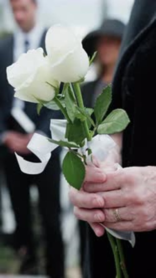 Rose, hands and old woman in cemetery with funeral, people mourning or burial ceremony for final