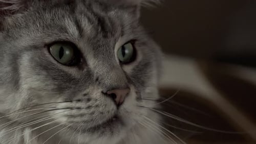 Close up footage of grey Maine Coon cat staring out the window