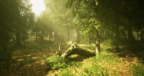 Sunlight Filters Through Trees in a Serene Forest During Golden Hour