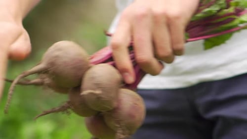Skandinavischer Mann entfernt Schmutz von Rübengemüse, vegane grüne Wurzelfrüchte, Kartoffeln, kochen Sie gesund
