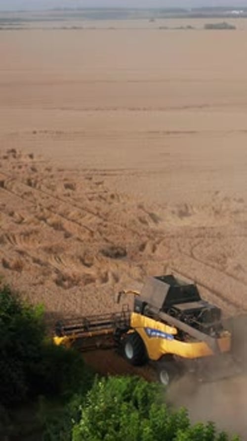 Yellow wheat landscapes. Aerial view of big combine working on the field. Vertical video