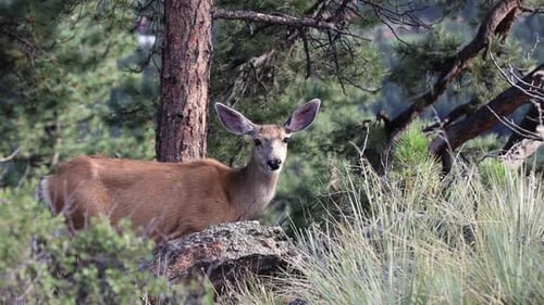 Mule Deer Doe intently staring at the camera, handheld. Filmed in the Rocky Mountains of Colorado du