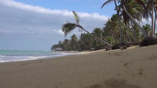 Karibischer Strand mit Palmen und Wellen in 60 Bildern pro Sekunde
