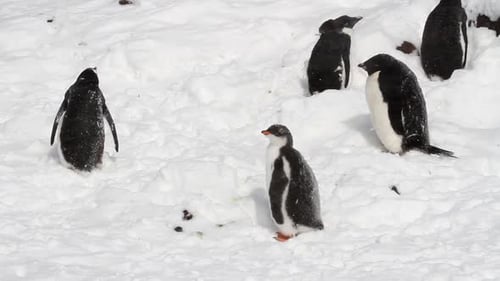 Penguins Waddling through Snowy Outdoor Landscape
