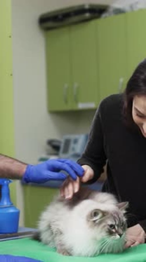 Providing Compassionate and Attentive Care for a Cat During Its Visit to the Veterinary Clinic