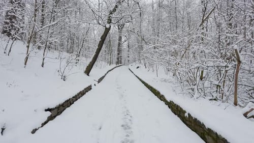 A beautiful walk through the winter forest. Trees, branches and bushes in the snow. Snow everywhere.
