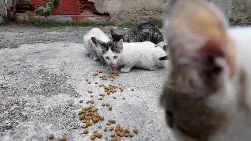 Group of cute cats eating food on the ground