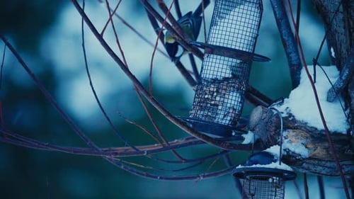 Eurasian Blue Tit Birds Feeding On The Feeder Against Bokeh Nature. Selective Focus Shot