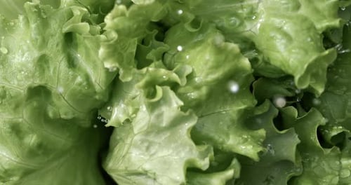 Fresh Green Lettuce Leaves Sprinkled with Water