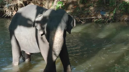 Little Elephant in River Action Baby Elephant is Playing in River in Jungle Little Elephant is