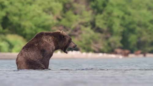 Brown Bear scouting for Salmon fish in a river stream at Kamchatka, Russian federation