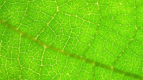 Un gros plan détaillé d'une feuille verte éclatante.