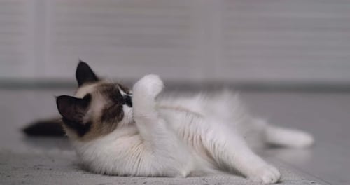 Fluffy Bicolor Cat Reclines on the Floor Lifting Its Paw to Groom Itself Feline Appears Calm and