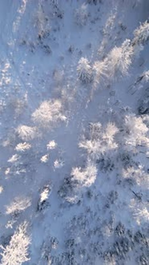 Snowcovered Trees in Frozen Sunny Winter Forest