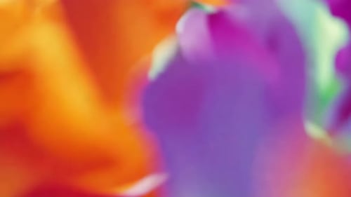 Colorful Soft Focus Abstract Fluid Motion Background