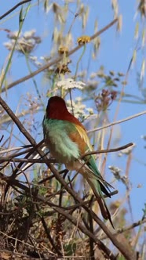Pair of bee-eaters on the roost in the nesting area