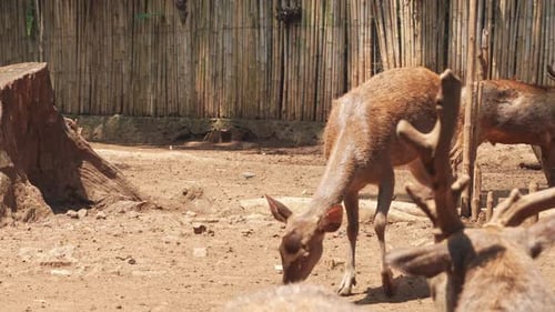 Cerfs bruns à la recherche de nourriture en cage