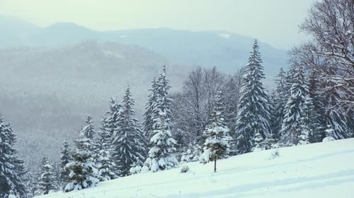 Evergreen Pine Trees Covered with Fresh Fallen Snow in Winter Mountain Forest on Cold Bright Day