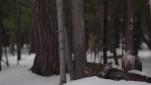 Deer in a winter forest looking at camera