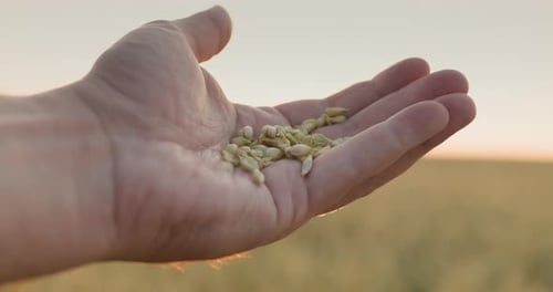 A Man's Jerk with a Handful of Wheat Rises Up to the Sun Caring Farmer in His Field