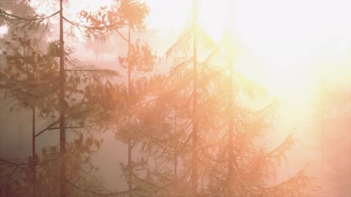 Lumière chaude du soleil traversant une branche à feuilles persistantes