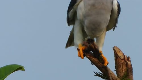 Grey and White Bird Eating on Branch