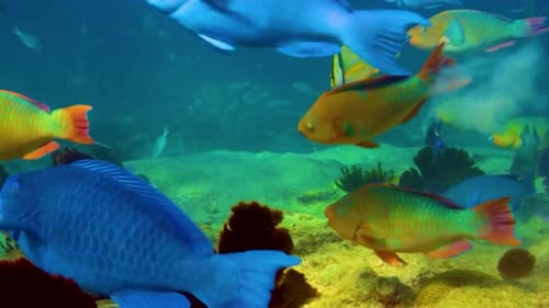 Bunte Fische am Meer 4K