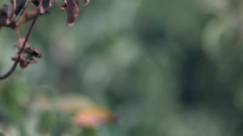 Exotic Indian Green Bee Eater Resting on Thin Branch
