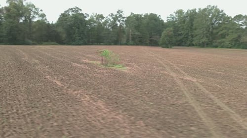Moving around a single bush in a plowed barren field.