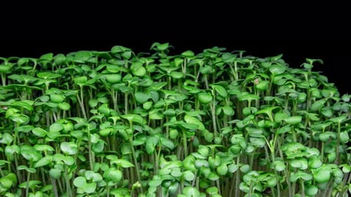 Close Up of Fresh Green Microgreens Growing