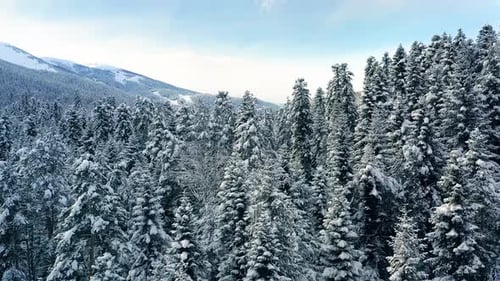 Beautiful snow scene forest in winter. Flying over of pine trees covered with snow.