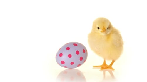 Adorable chick stands by decorated Easter egg