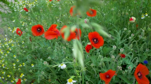 Rote Mohnblumen, weiße Gänseblümchen und Kornblumen wiegen sich im Wind auf einer Wiese.