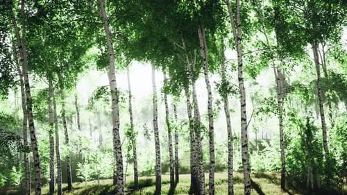 Spring in the Birch Grove Forest