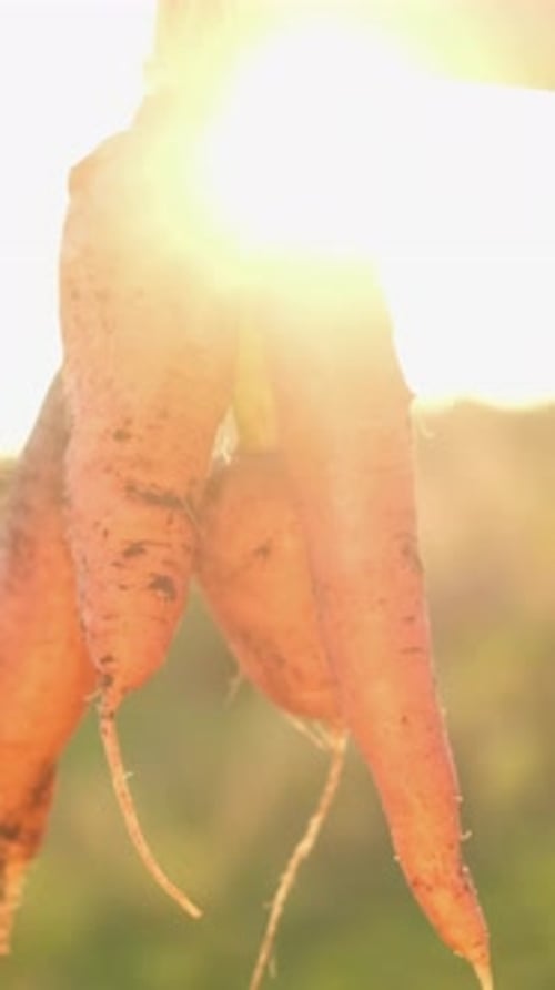 Closeup of Carrots Against the Background of Sunlight
