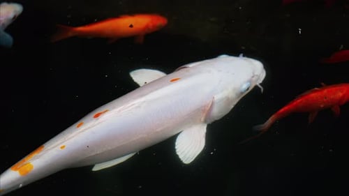Close up of a white Koi fish swimming in the water near multiple goldfish