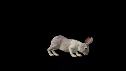 Rabbit Drink Wasserkreislauf
